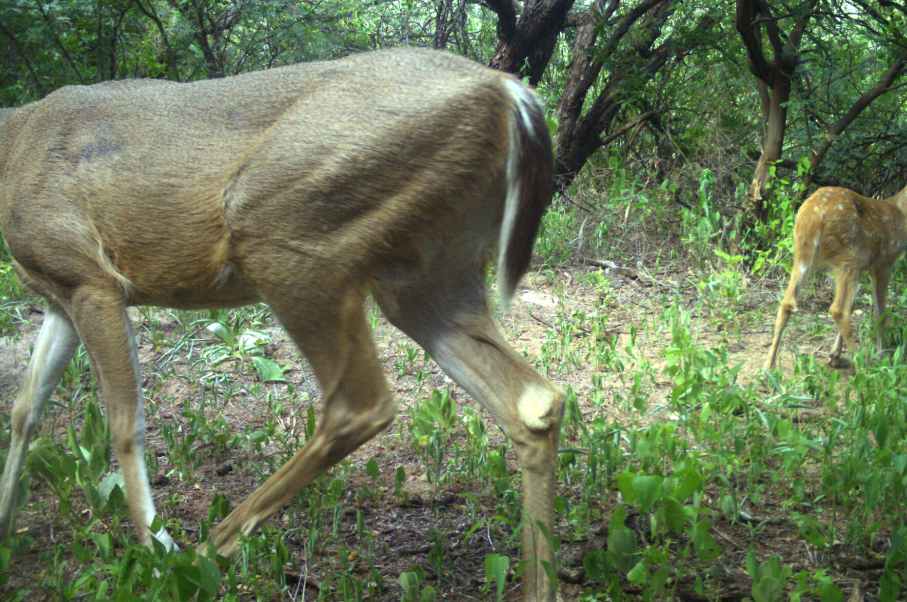 Wildlife, babies, Mexico
